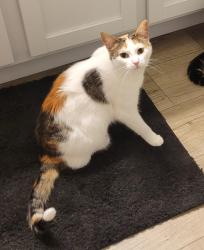 Lost Female Cat last seen Laurel Heights Subdivision, Across From Davison Post Office, Behind American Legion , Davison, MI 48423