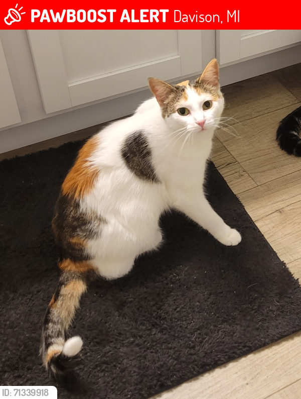 Lost Female Cat last seen Laurel Heights Subdivision, Across From Davison Post Office, Behind American Legion, Davison, MI 48423