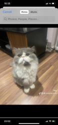 Lost Male Cat last seen Uphall school Ilford , Greater London, England IG1
