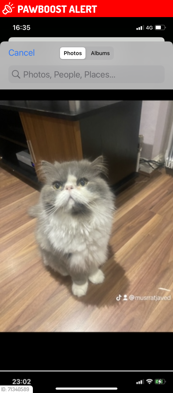 Lost Male Cat last seen Uphall school Ilford , Greater London, England IG1