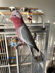 Lost Female Bird last seen Lantana Rd and North Broadway St, Lantana, FL 33462
