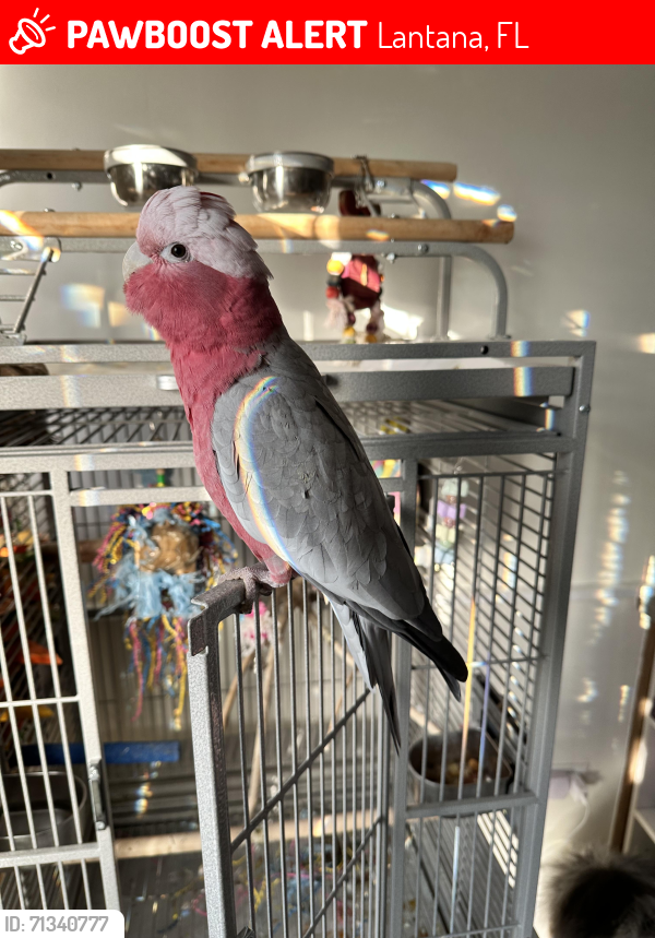Lost Female Bird last seen Lantana Rd and North Broadway St, Lantana, FL 33462