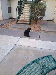 Lost Male Cat last seen san pedro village apmts . san pedro and montgomery near red lobster also . north park apmts also , Albuquerque, NM 87109