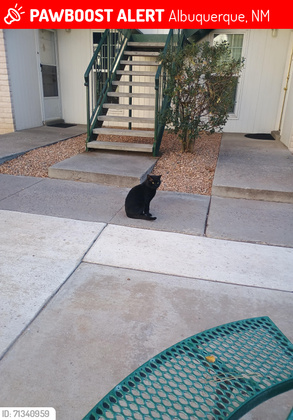 Lost Male Cat last seen san pedro village apmts . san pedro and montgomery near red lobster also . north park apmts also , Albuquerque, NM 87109