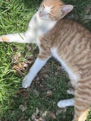 Lost Male Cat last seen Last seen near red bird trail , Kyle, TX 78640