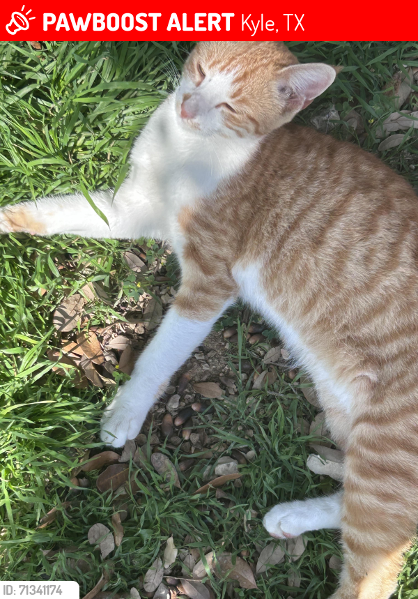Lost Male Cat last seen Last seen near red bird trail , Kyle, TX 78640