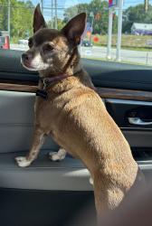Lost Male Dog last seen Westerly Way and Canton Road, Marietta, GA 30066