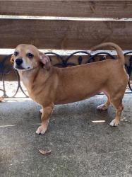 Lost Female Dog last seen Highway 82, Sherman, TX 75090