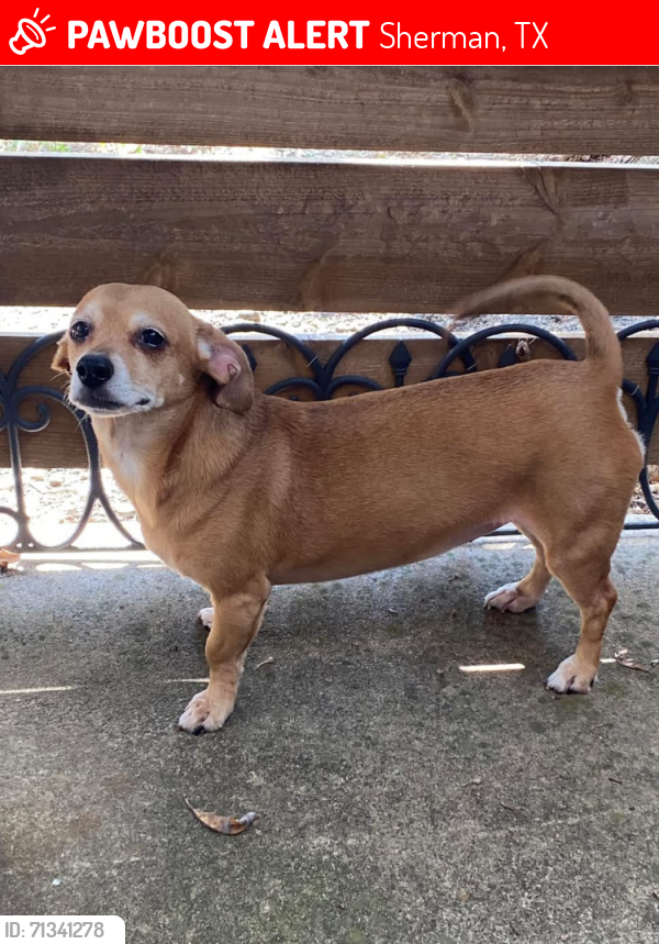 Lost Female Dog last seen Highway 82, Sherman, TX 75090