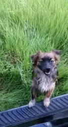 Lost Male Dog last seen Carthage , Sparta, TN 38583