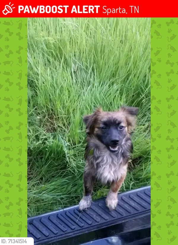 Lost Male Dog last seen Carthage , Sparta, TN 38583