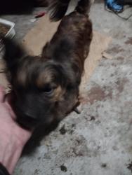 Lost Male Dog last seen White county animal shelter , Sparta, TN 38583