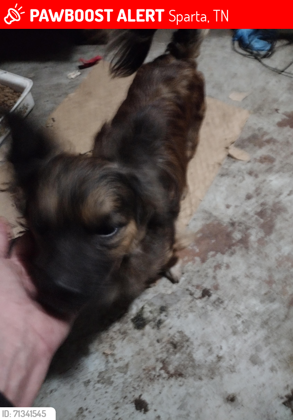 Lost Male Dog last seen White county animal shelter , Sparta, TN 38583
