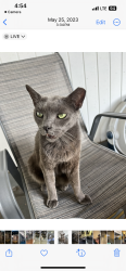 Lost Male Cat last seen Elrod & S Clark , Tampa, FL 33616