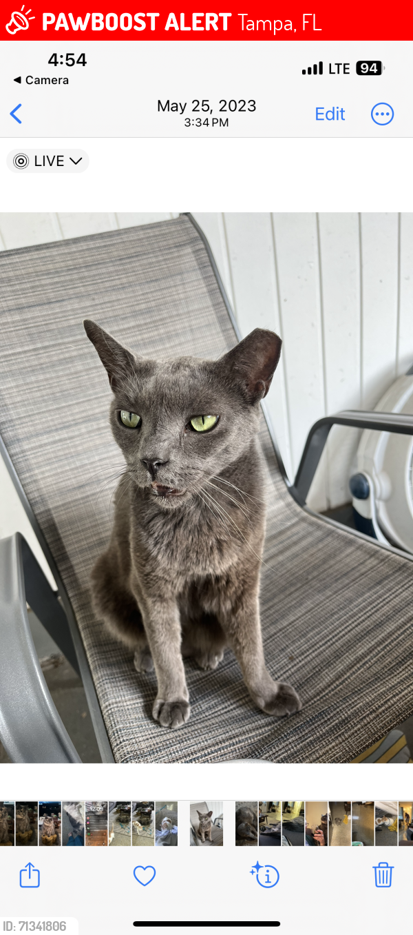 Lost Male Cat last seen Elrod & S Clark , Tampa, FL 33616