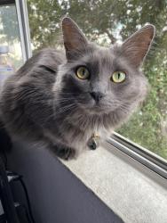 Lost Female Cat last seen Fox street, San Fernando, CA 91340