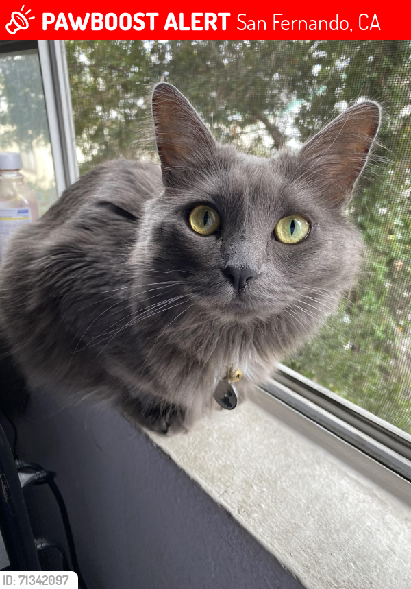 Lost Female Cat last seen Fox street, San Fernando, CA 91340