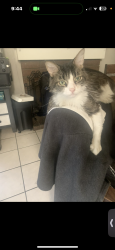 Lost Male Cat last seen Colima and green castle , Rowland Heights, CA 91748