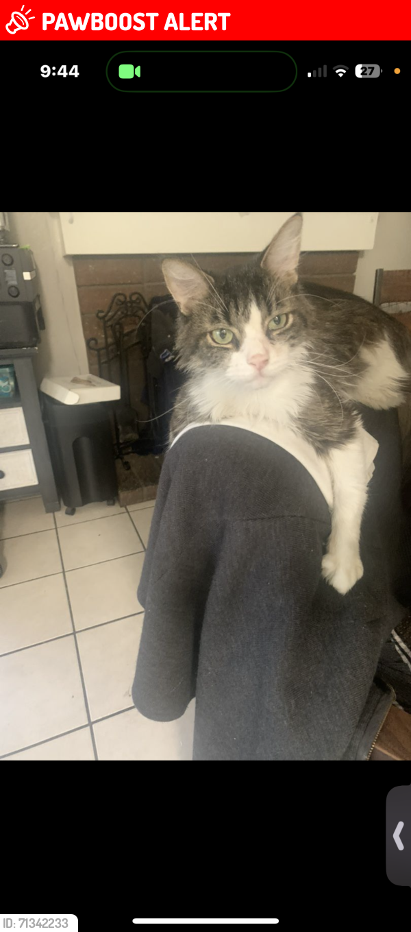 Lost Male Cat last seen Colima and green castle , Rowland Heights, CA 91748