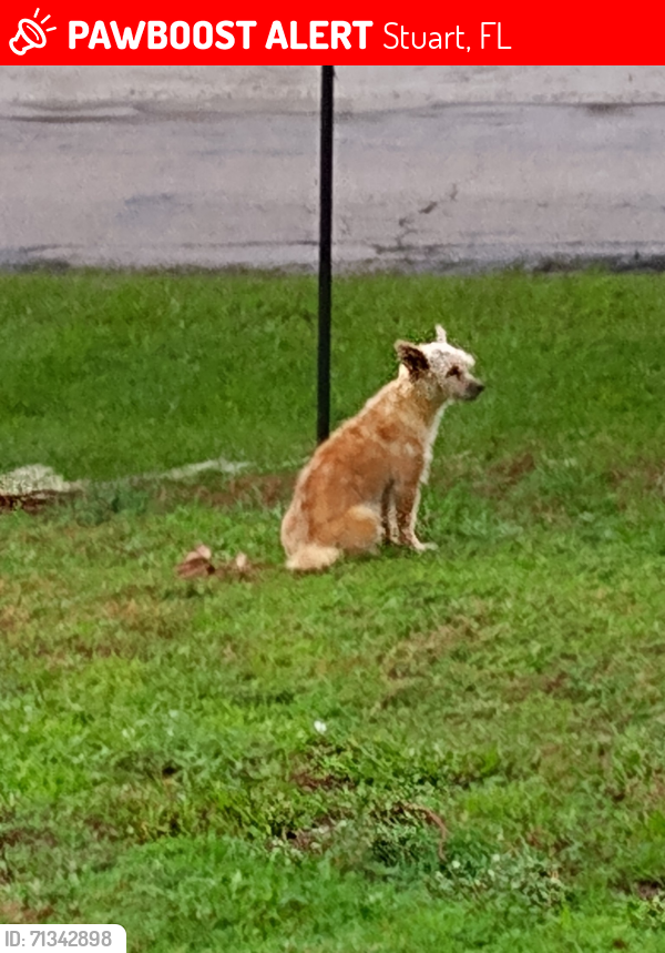 Lost Female Dog last seen Evergreen Ave & Fairmont St, Stuart, FL 34997