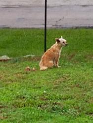 Lost Female Dog last seen Evergreen Ave & Fairmont St, Stuart, FL 34997