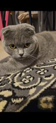 Lost Male Cat last seen Hilton Street glenroy , Glenroy, VIC 3046