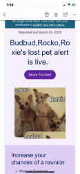 Lost Male Dog last seen Wheatland , Duncanville, TX 75116