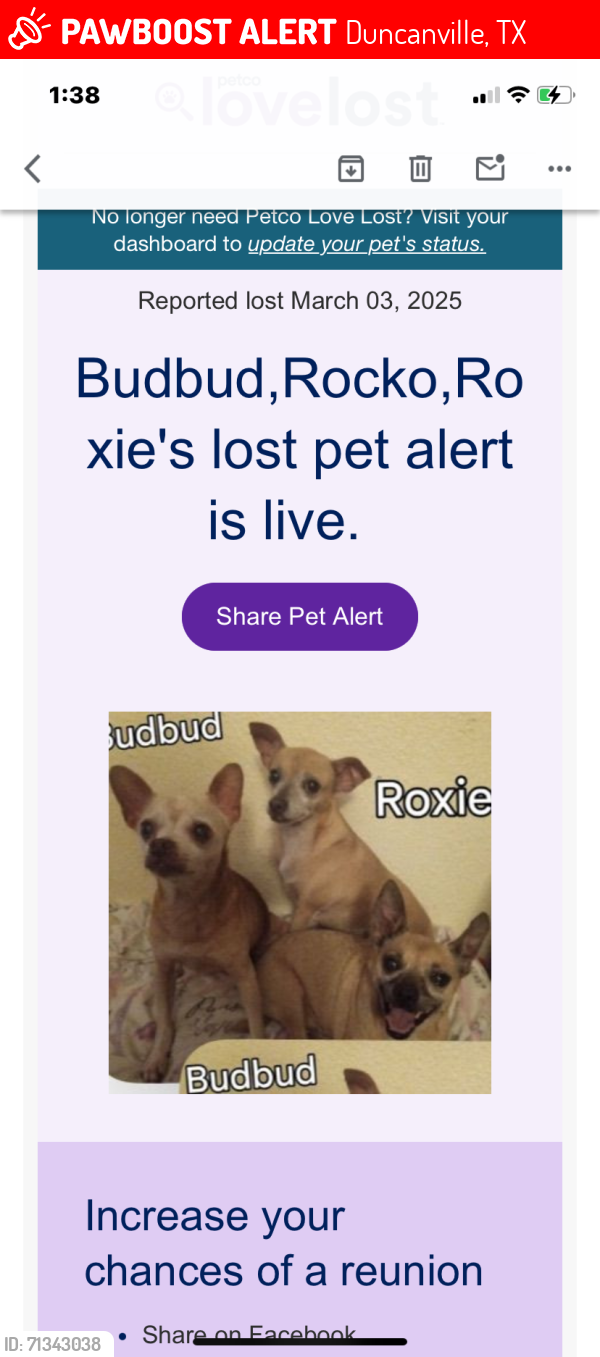 Lost Male Dog last seen Wheatland , Duncanville, TX 75116