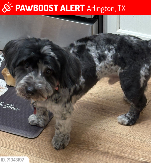 Lost Male Dog last seen Harris ,matlock, Arlington, TX 76001