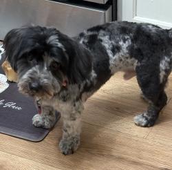 Lost Male Dog last seen Harris ,matlock, Arlington, TX 76001