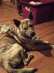 Lost Male Dog last seen Hwy 64, Augusta, AR 72006