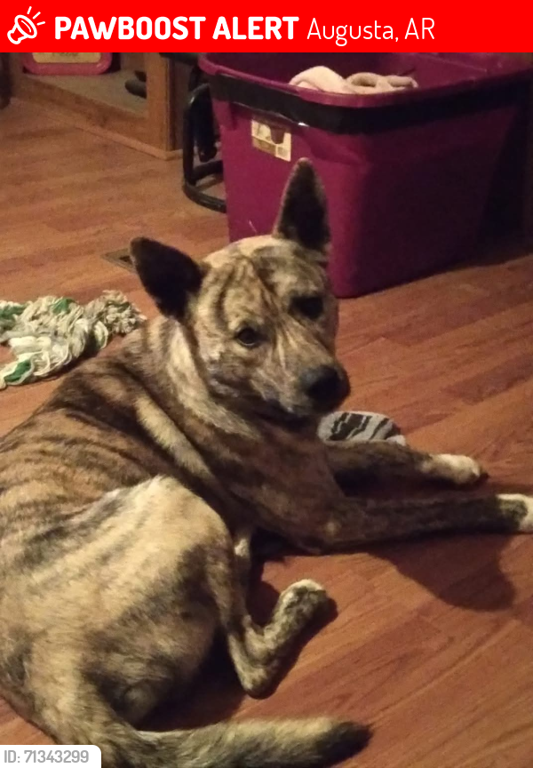 Lost Male Dog last seen Hwy 64, Augusta, AR 72006