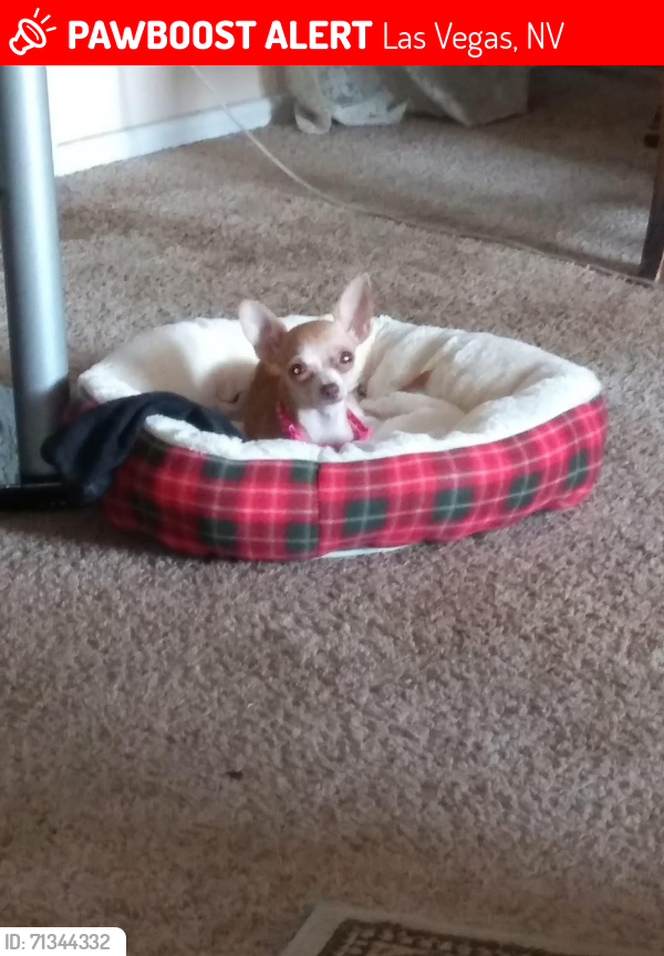 Lost Female Dog last seen Jones & Vegas, Las Vegas, NV 89108