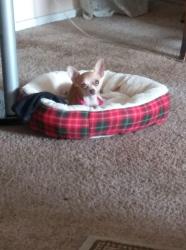 Lost Female Dog last seen Jones & Vegas, Las Vegas, NV 89108