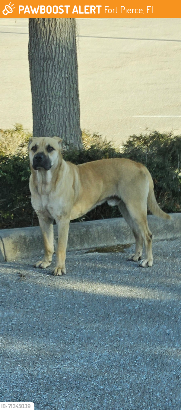 Found/Stray Male Dog last seen Wilcox Preserve/ FAU, Fort Pierce, FL 34946