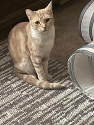 Lost Male Cat last seen Ball rd and Sunkist , Anaheim, CA 92806
