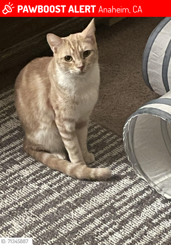 Lost Male Cat last seen Ball rd and Sunkist , Anaheim, CA 92806