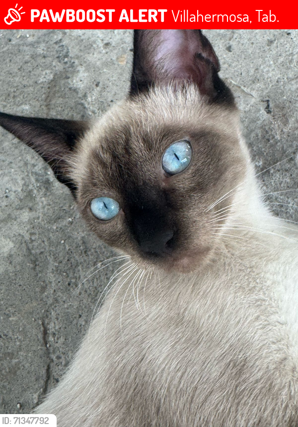 Lost Male Cat last seen Entre Av. de las Flores y Nueva Imagen, Villahermosa, Tab. 