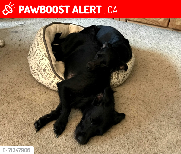 Lost Male Dog last seen Joshua Tree NP So. Entrance, Twentynine Palms, CA 92277