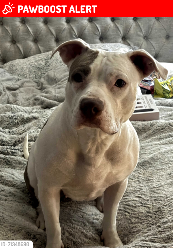 Lost Female Dog last seen Near Woodbrook Road, Bells Lake Subdivision, heading towards Barclay Drive , Washington Township, NJ 08012