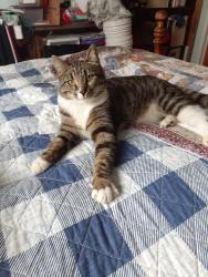 Lost Male Cat last seen winona + jenny lind, near oakdale park, North Highlands, CA 95660