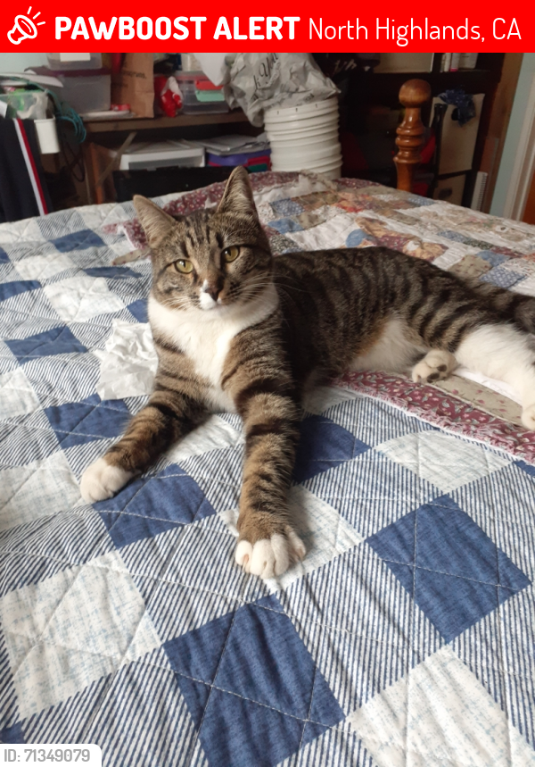 Lost Male Cat last seen winona + jenny lind, near oakdale park, North Highlands, CA 95660