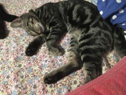Lost Male Cat last seen Harbor and eastern , Commerce, CA 90040