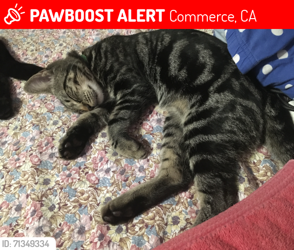 Lost Male Cat last seen Harbor and eastern , Commerce, CA 90040
