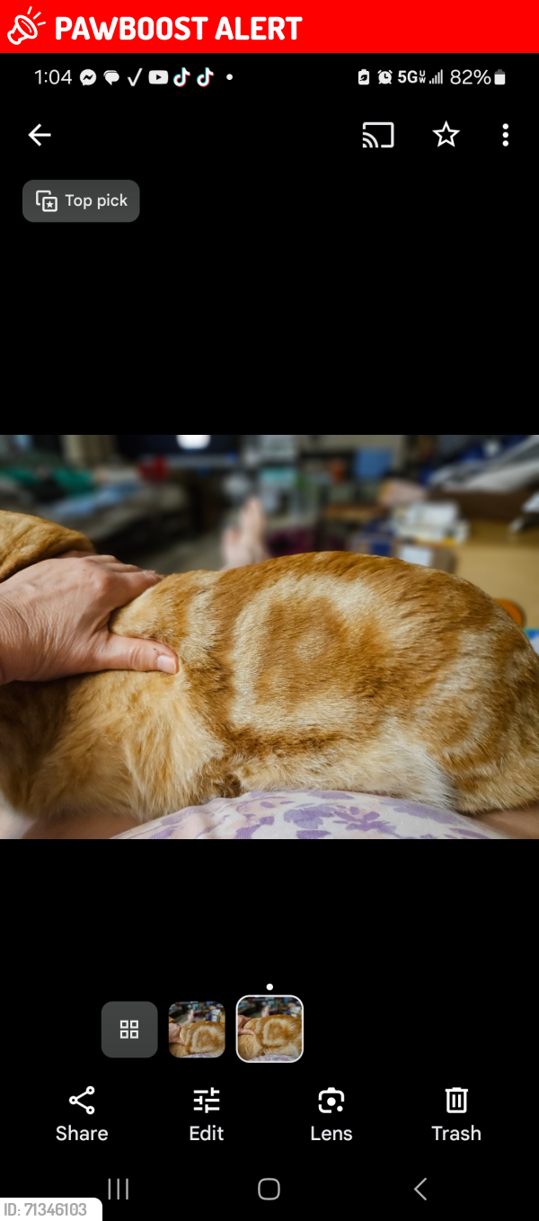 Lost Male Cat last seen Cliffwood Circle on Scenic Hill , North Little Rock, AR 72118