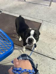 Reunited Male Dog last seen Near West van buren, last seen near this location, Phoenix, AZ 85007