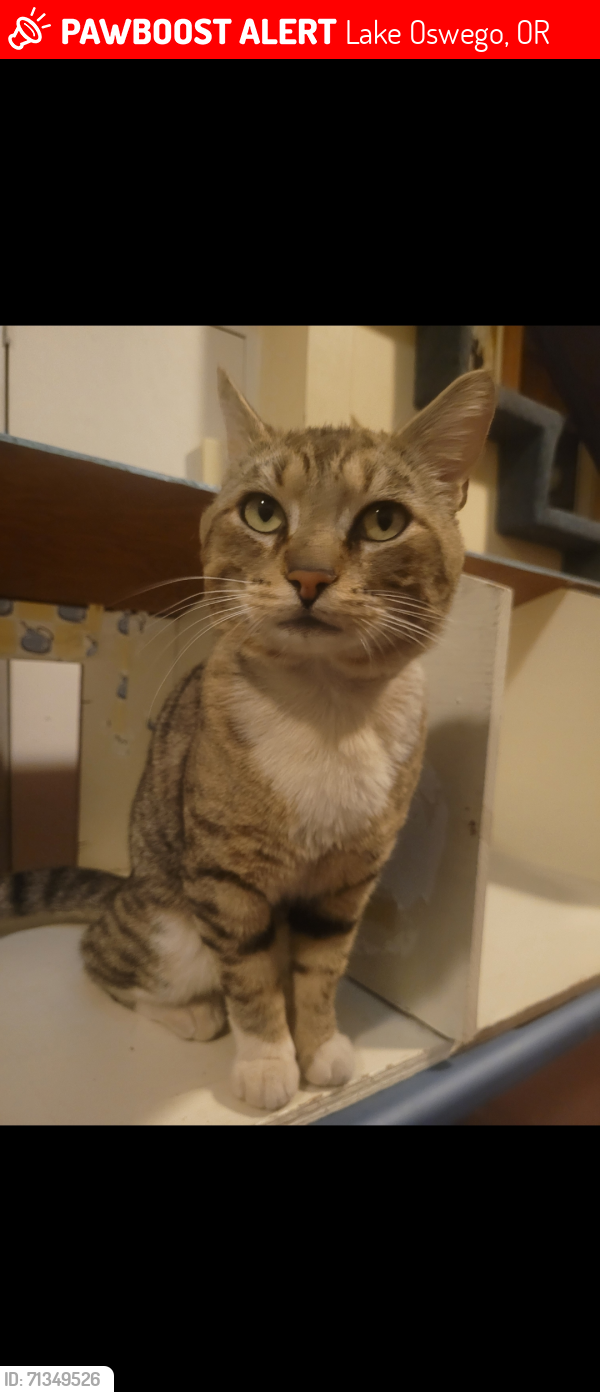Lost Male Cat last seen State Street and Foothills Rd, Lake Oswego, OR 97034