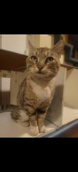 Lost Male Cat last seen State Street and Foothills Rd, Lake Oswego, OR 97034