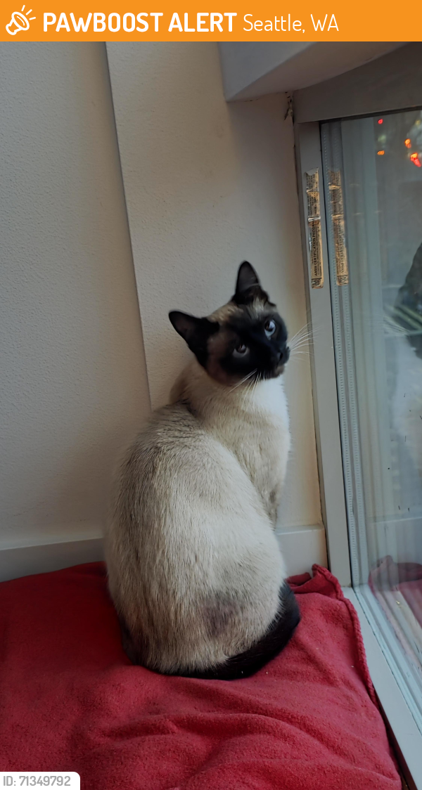 Surrendered Female Cat last seen S Oregon St and Ranier Ave, Seattle, WA 98118