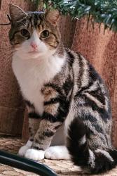 Lost Male Cat last seen Fyfield road, Winsbeach rd, Hillside Gardens, Greater London, England E17 3RE